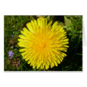 Dandelion flower greeting cards