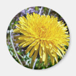 Dandelion Flower In Grass Magnet