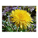 Dandelion Flower In Grass Post Cards