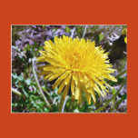dandelion, flower, grass, plant, lawn, leaves,