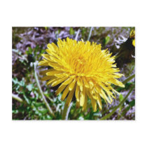 Dandelion Flower In Grass postcards by lifesphere Dandelion Flower In Grass postcards