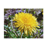 dandelion, flower, grass, plant, lawn, leaves,