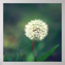 Dandelion Flower Posters