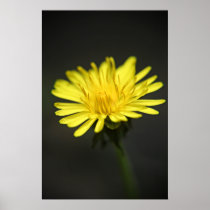 Dandelion Flower print posters