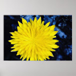 Dandelion  flowers poster