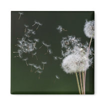 Dandelion Fluff magnets by Susan616 Dandelion Fluff magnets