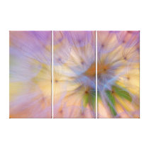 Dandelion Fluff Stretched Canvas Print