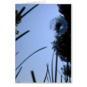 Dandelion from Below card