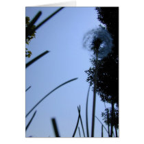 Dandelion from Below card by serenity_ii Dandelion from Below card