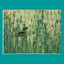 Dandelion Goldfinch postcards