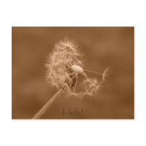 Dandelion Hello Postcard