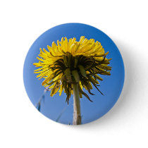 Dandelion in bloom buttons