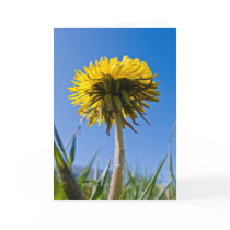 Dandelion in bloom cards