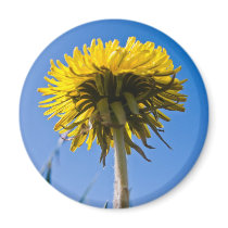 Dandelion in bloom magnets