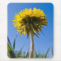 Dandelion in bloom mousepads