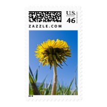 Dandelion in bloom postage