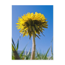 Dandelion in bloom postcards