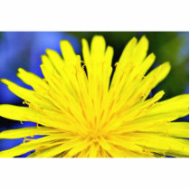 Dandelion In Blossom photo sculptures