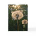 Dandelion in sun greeting cards