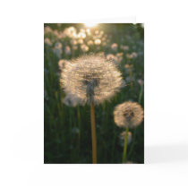 Dandelion in sun cards by viviculture Dandelion in sun cards