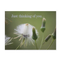 Dandelion, Just thinking of you... postcards