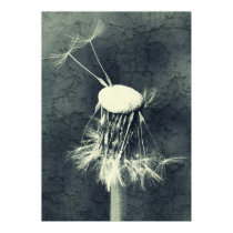 Dandelion kind