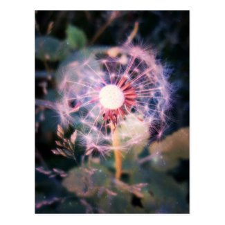 Dandelion Magic Postcard