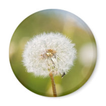Dandelion magnets