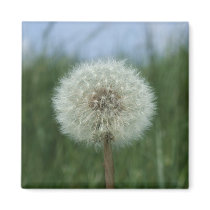 Dandelion Magnet magnets
