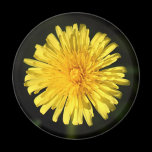 Dandelion magnets