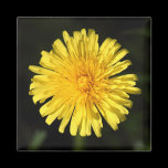 Dandelion magnets