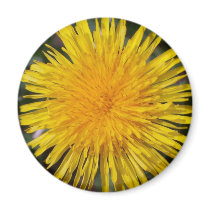 Dandelion Magnet