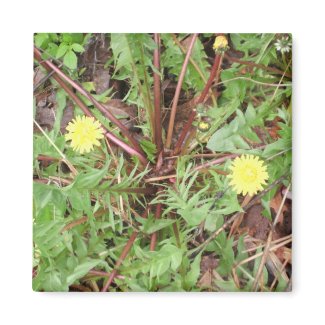 Dandelion Magnet magnet