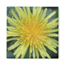 Dandelion Magnets