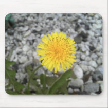 Dandelion mousepads