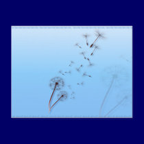 Dandelion on Baby Blue Postcards postcards