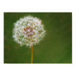 Dandelion Photo Print posters