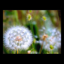 Dandelion photography