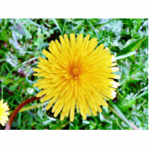 Dandelion photo sculptures