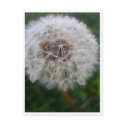 Dandelion Post Card postcards