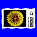 Dandelion postage