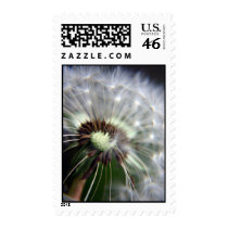 Dandelion postage stamps