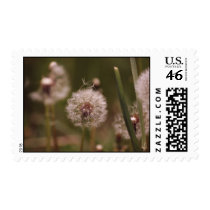 Dandelion Postage Stamps