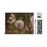 Dandelion Postage Stamps