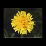 Dandelion postcards