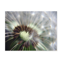 Dandelion postcard postcards