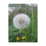 Dandelion postcards