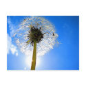 Dandelion Postcard