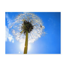 Dandelion Postcard