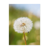Dandelion postcards